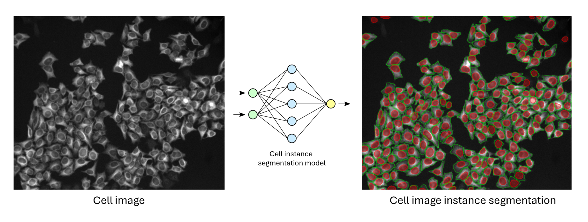 Precise Cell Classification using AI